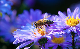closeup of bee on a purple and yellow flower
